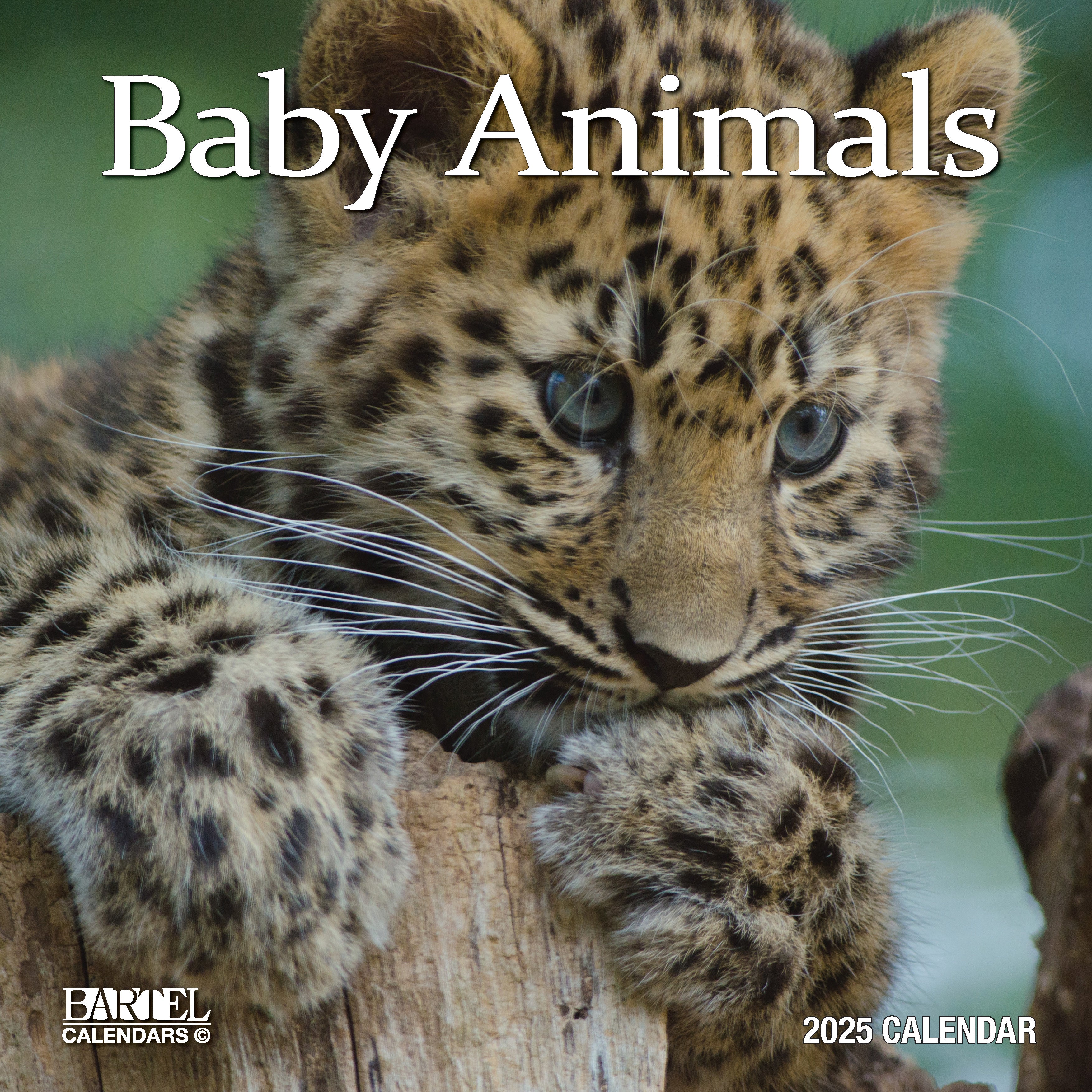 Calendar 2025 - Baby Animals